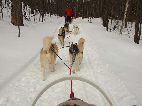 Winterdance Dogsled Tours